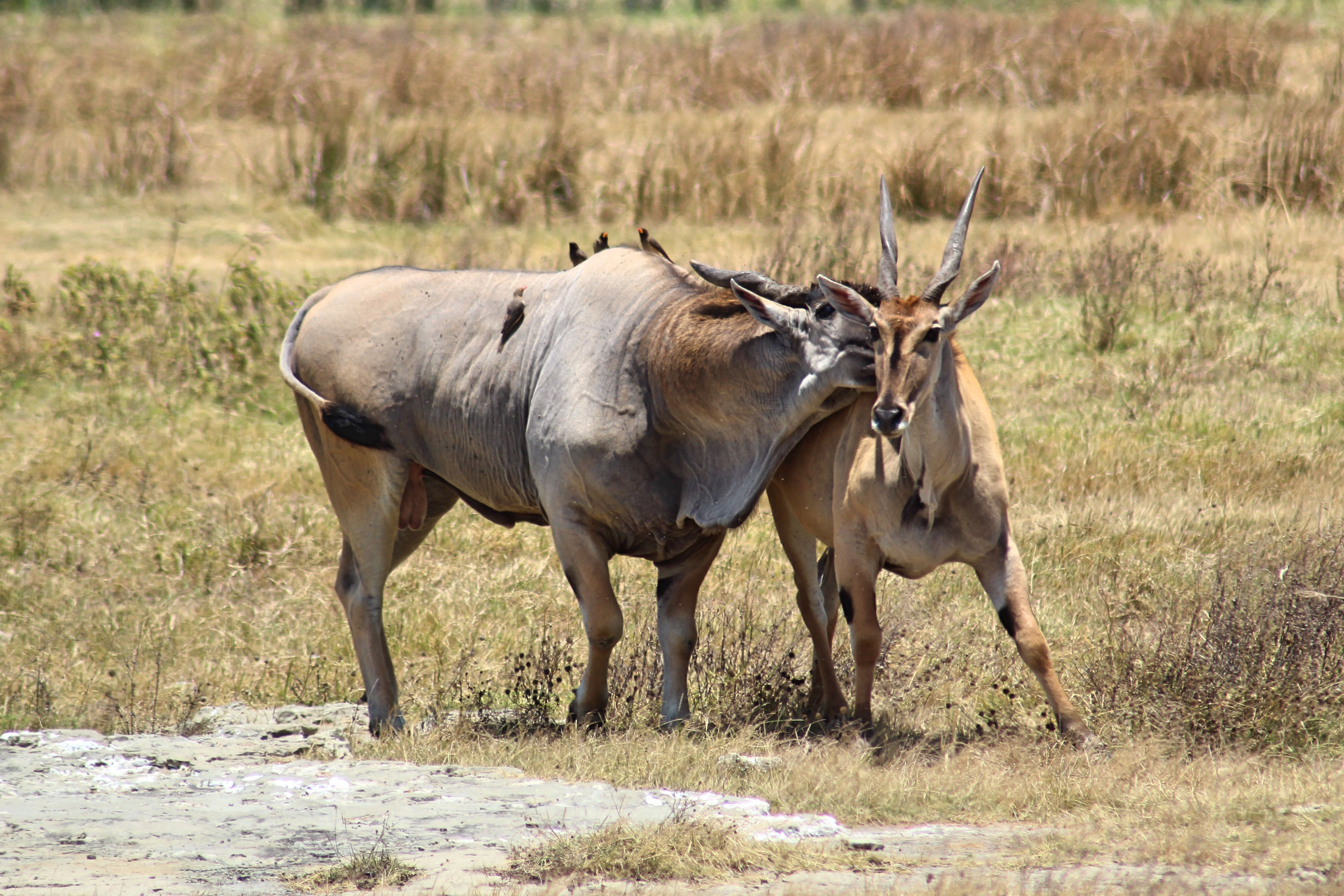 Amboseli - Local culture